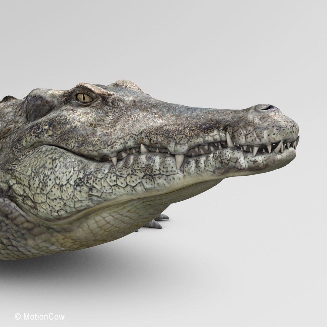 Realistic Crocodile 3D Model – Rigged Game Asset, FBX - View 15