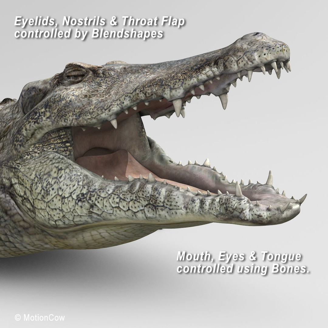 Realistic Crocodile 3D Model – Rigged Game Asset, FBX - View 16