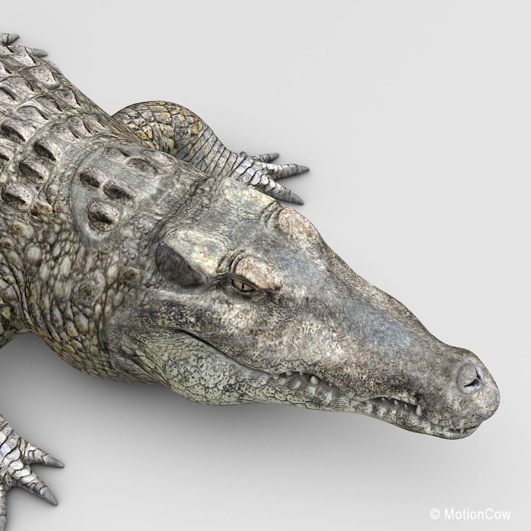 Realistic Crocodile 3D Model – Rigged Game Asset, FBX - View 17