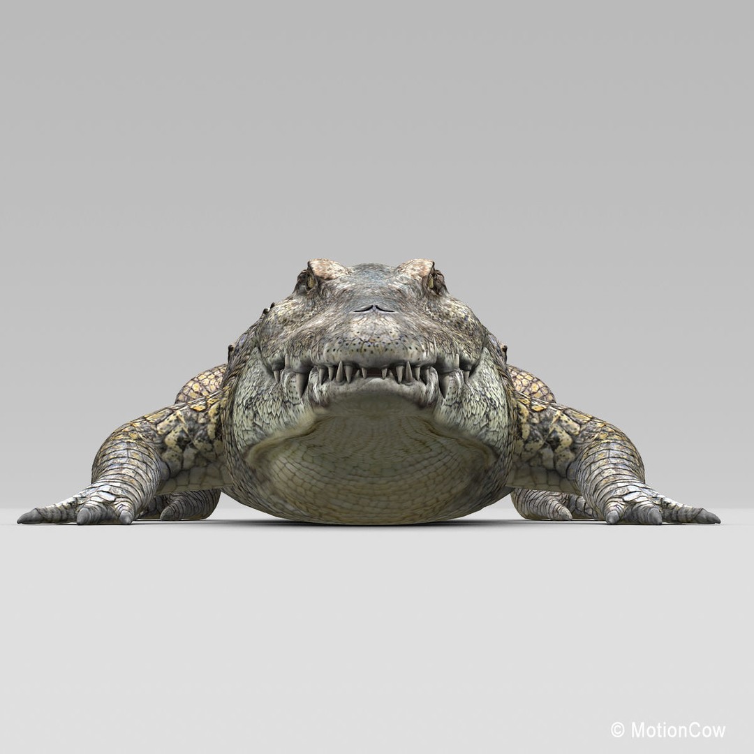 Realistic Crocodile 3D Model – Rigged Game Asset, FBX - View 18