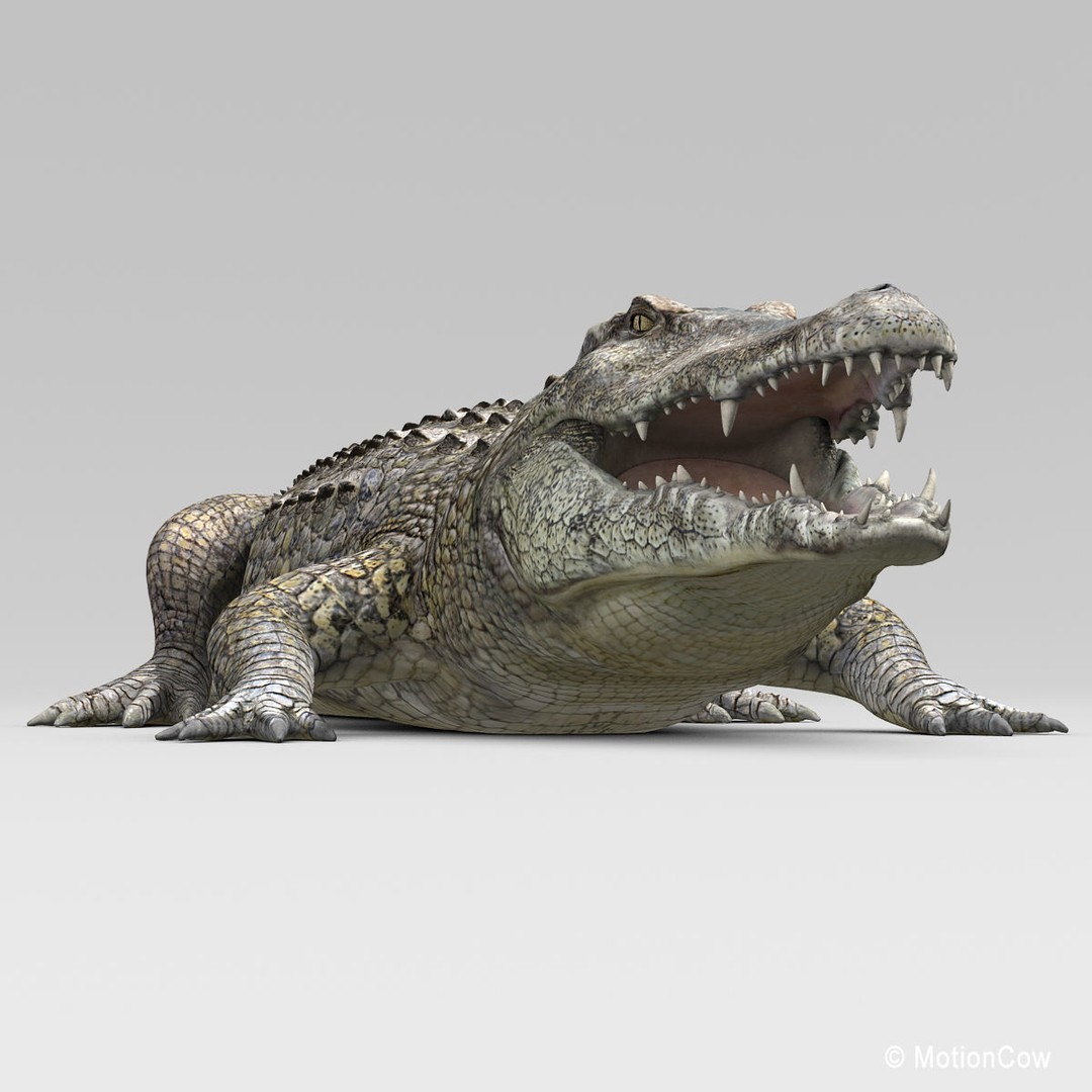 Realistic Crocodile 3D Model – Rigged Game Asset, FBX - View 19