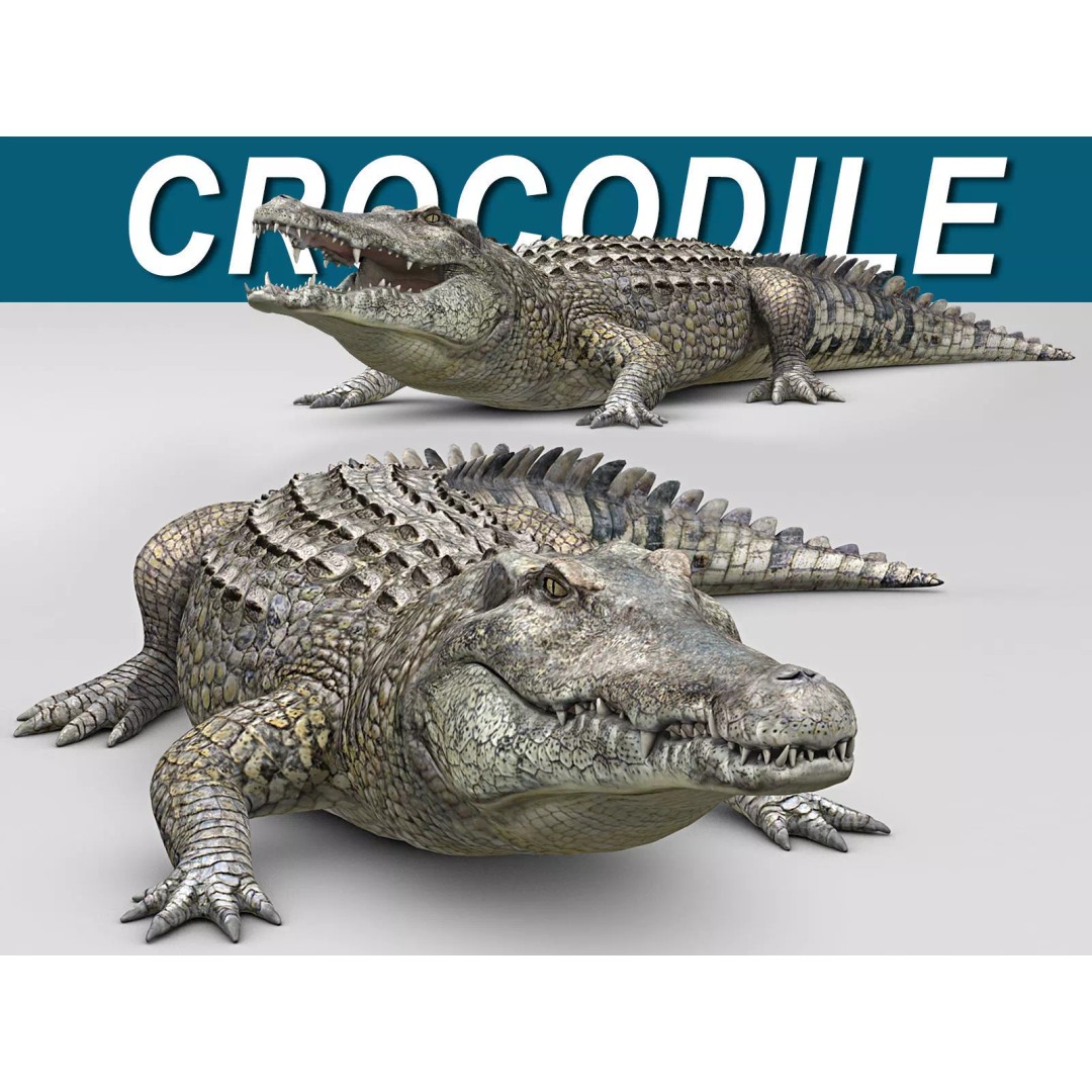 Realistic Crocodile 3D Model – Rigged Game Asset, FBX - View 2