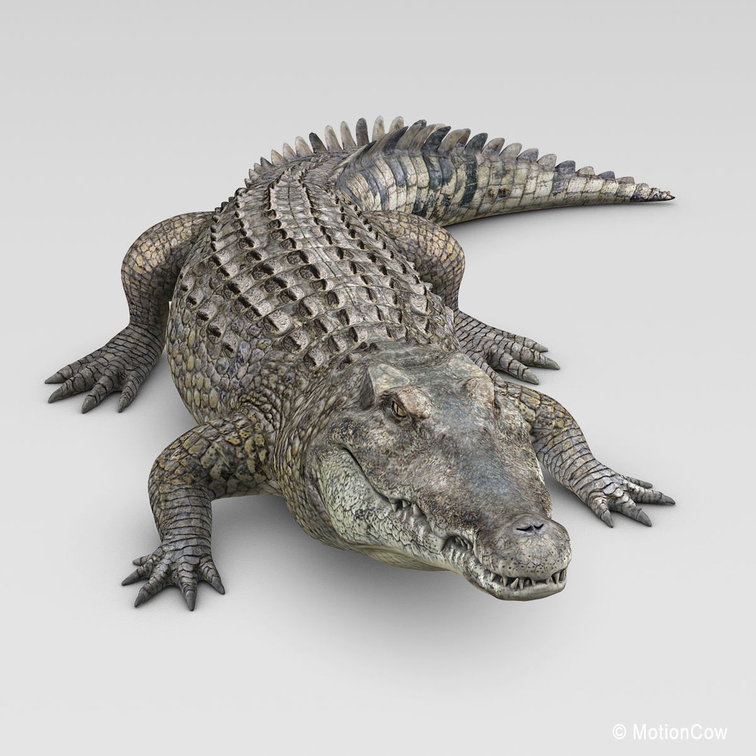 Realistic Crocodile 3D Model – Rigged Game Asset, FBX - View 20