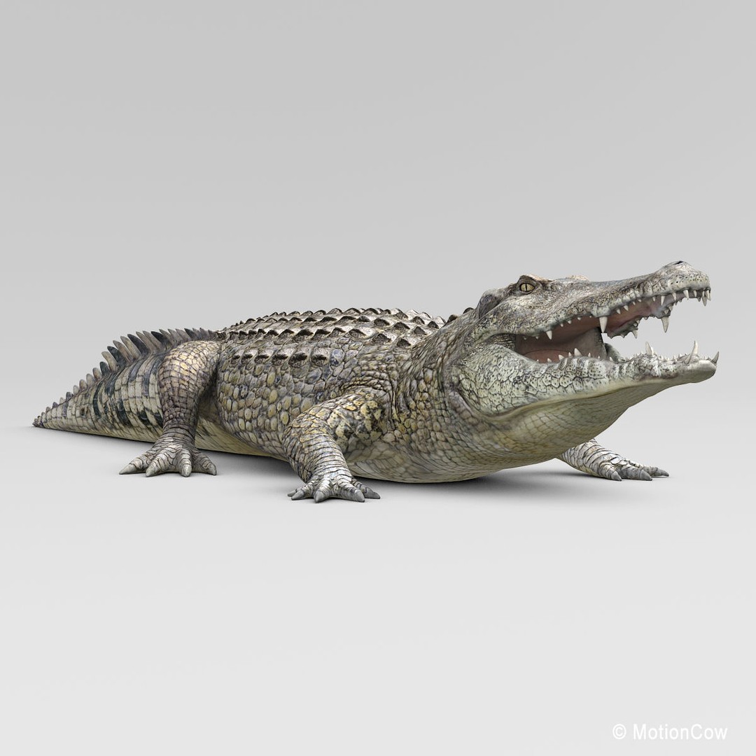 Realistic Crocodile 3D Model – Rigged Game Asset, FBX - View 21
