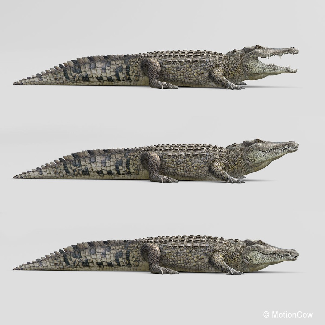 Realistic Crocodile 3D Model – Rigged Game Asset, FBX - View 22