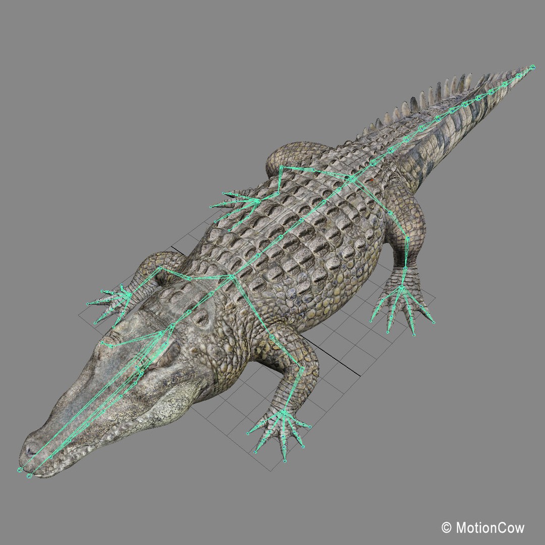 Realistic Crocodile 3D Model – Rigged Game Asset, FBX - View 27