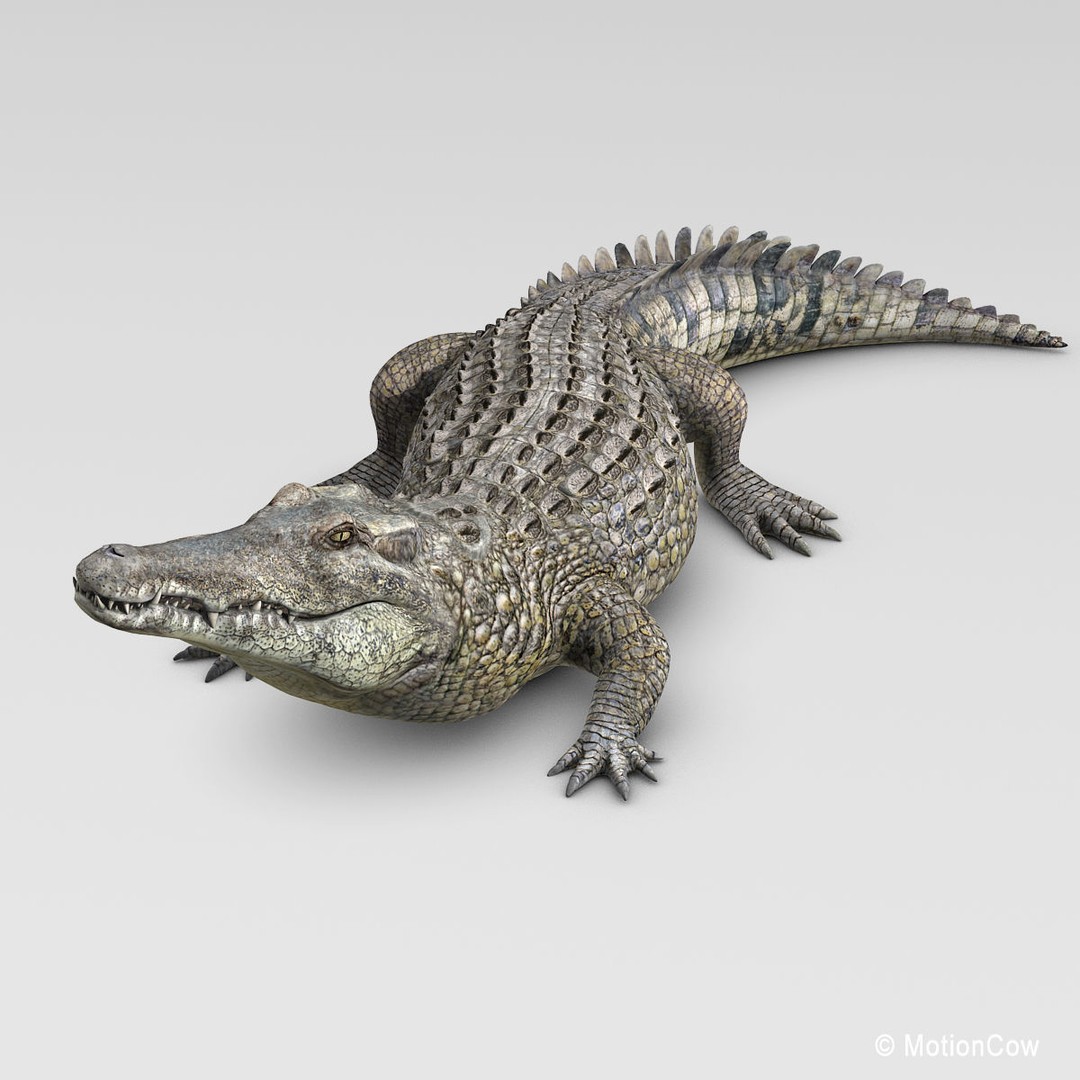 Realistic Crocodile 3D Model – Rigged Game Asset, FBX - View 3