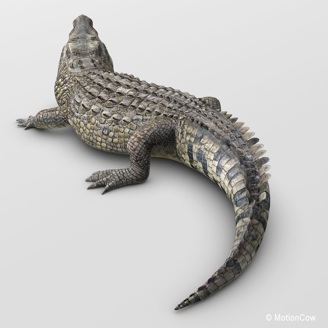 Realistic Crocodile 3D Model – Rigged Game Asset, FBX - View 4