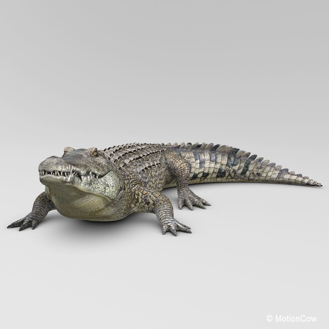 Realistic Crocodile 3D Model – Rigged Game Asset, FBX - View 5