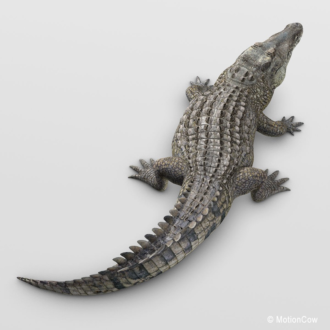Realistic Crocodile 3D Model – Rigged Game Asset, FBX - View 6