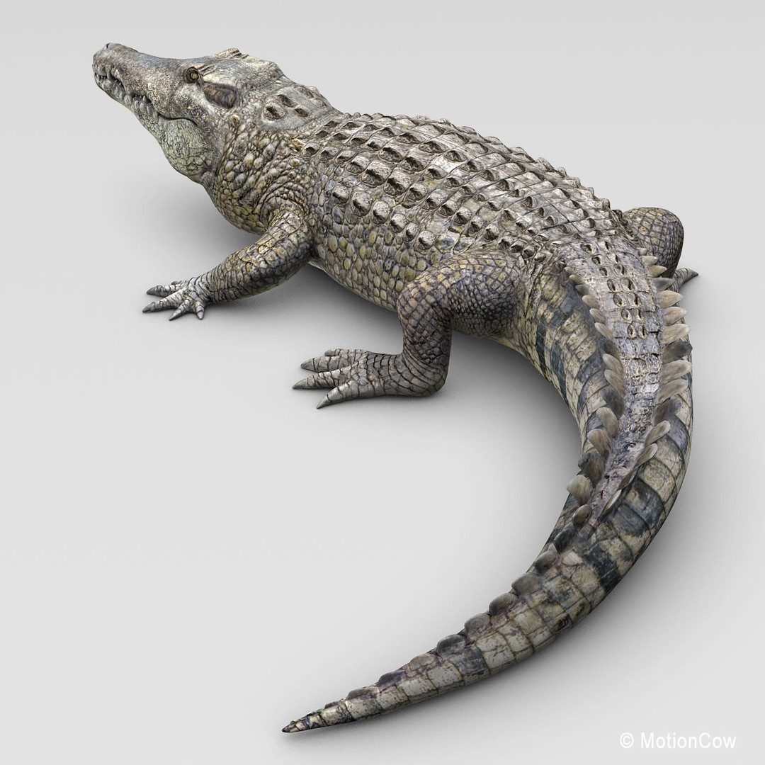 Realistic Crocodile 3D Model – Rigged Game Asset, FBX - View 7