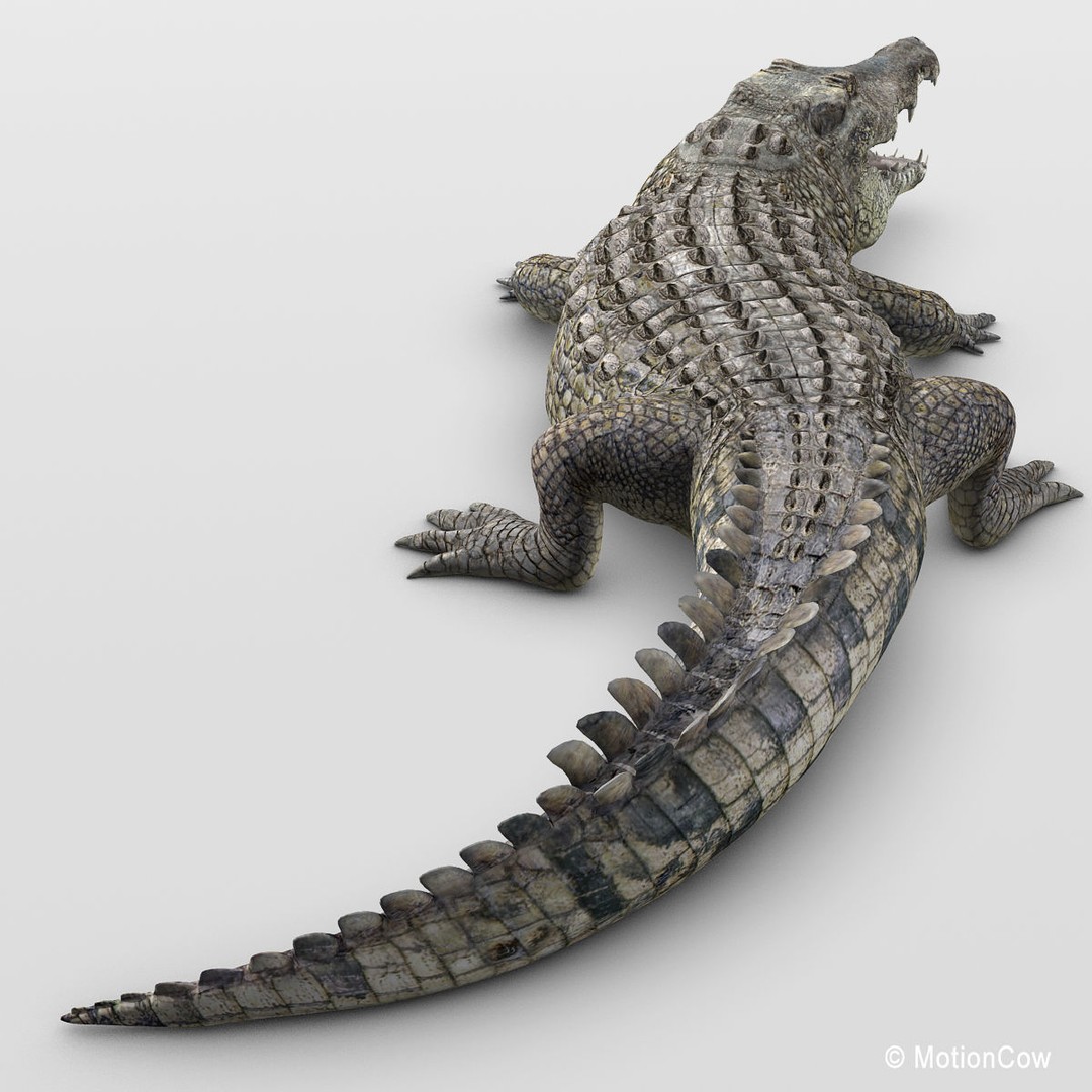 Realistic Crocodile 3D Model – Rigged Game Asset, FBX - View 8