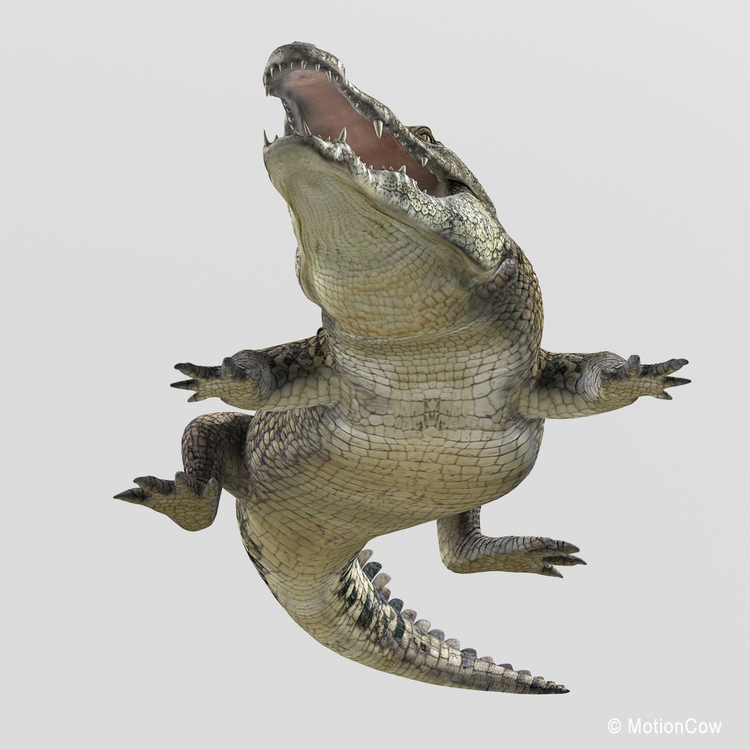 Realistic Crocodile 3D Model – Rigged Game Asset, FBX - View 9