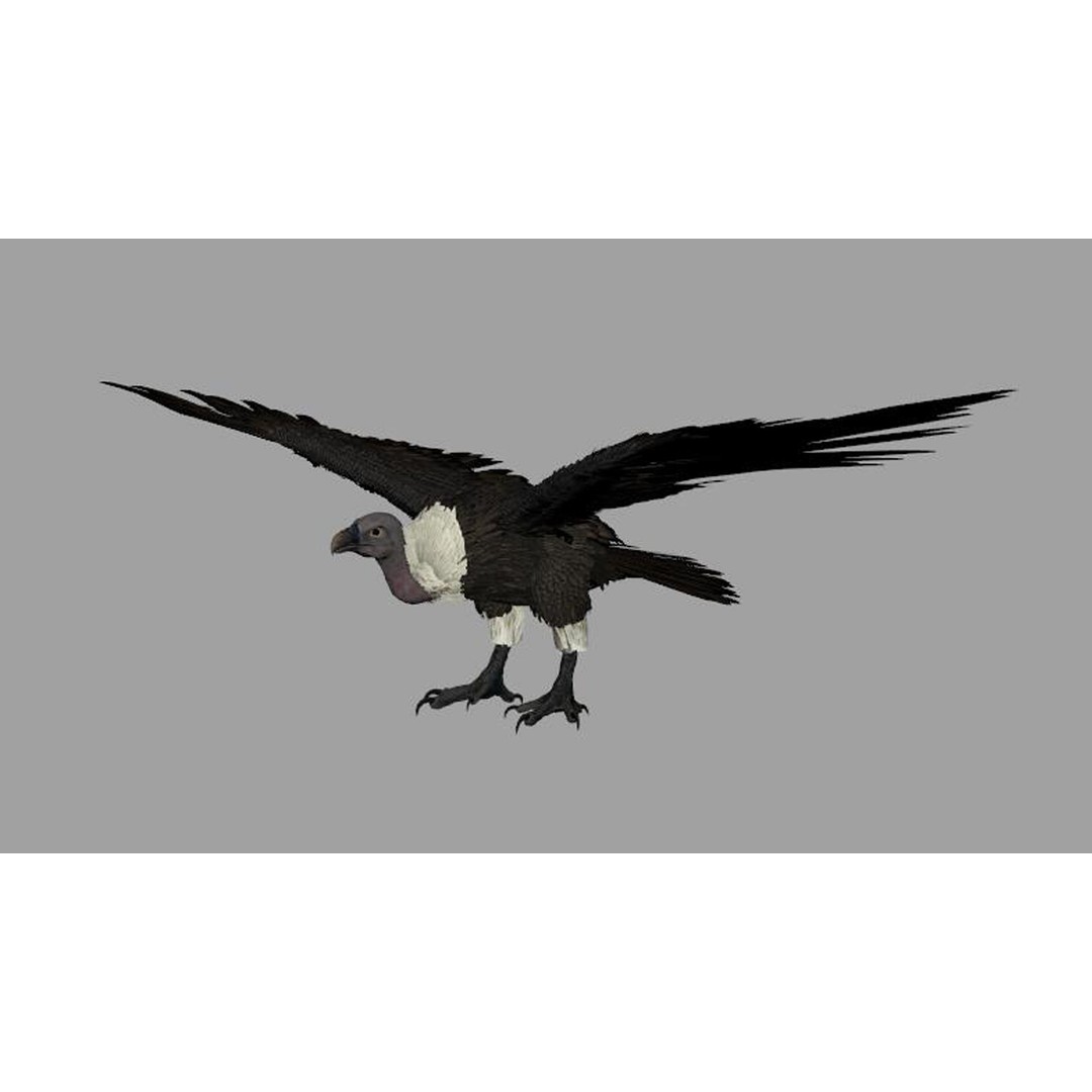 Vulture 3D Model – Rigged Polygon Mesh with Textures for Animation