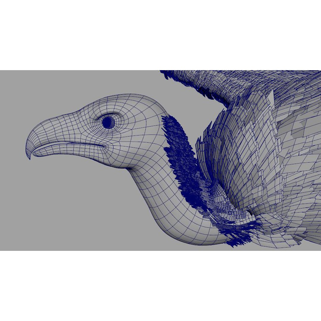 Vulture 3D Model – Rigged Polygon Mesh with Textures for Animation - View 14