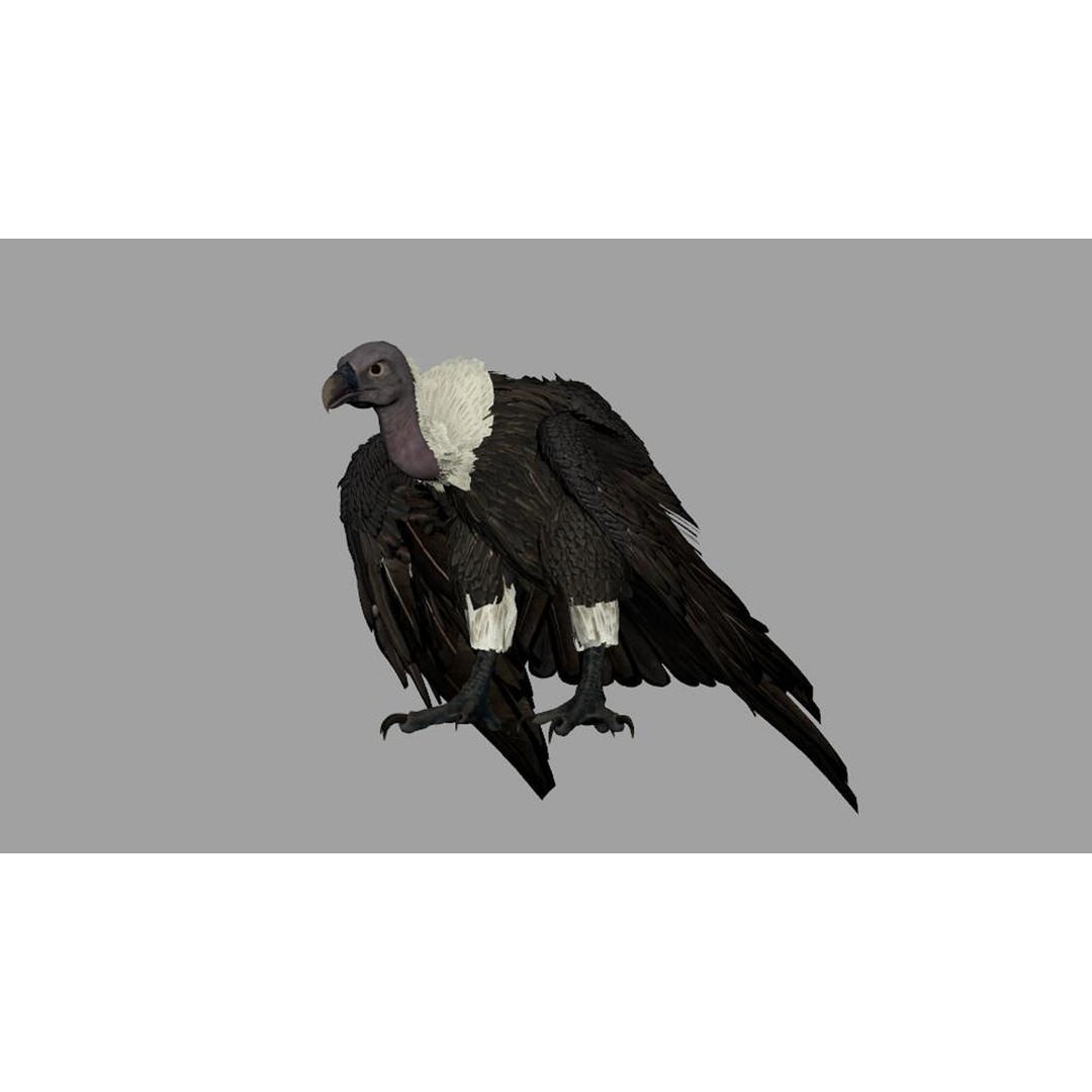 Vulture 3D Model – Rigged Polygon Mesh with Textures for Animation - View 16
