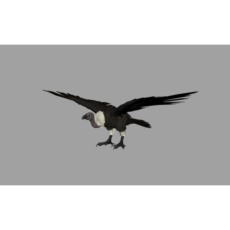 Vulture 3D Model – Rigged Polygon Mesh with Textures for Animation - View 17
