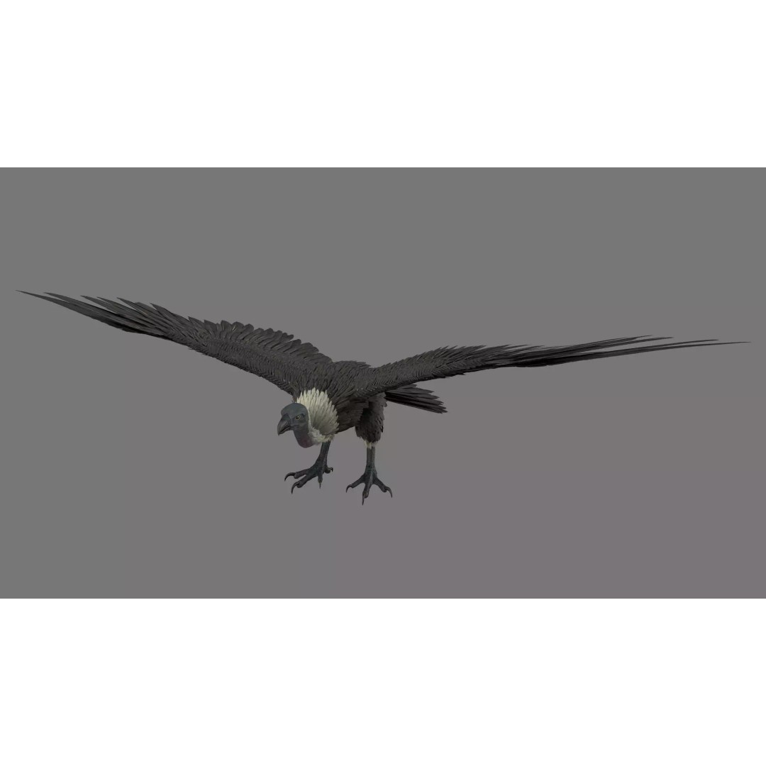 Vulture 3D Model – Rigged Polygon Mesh with Textures for Animation - View 2