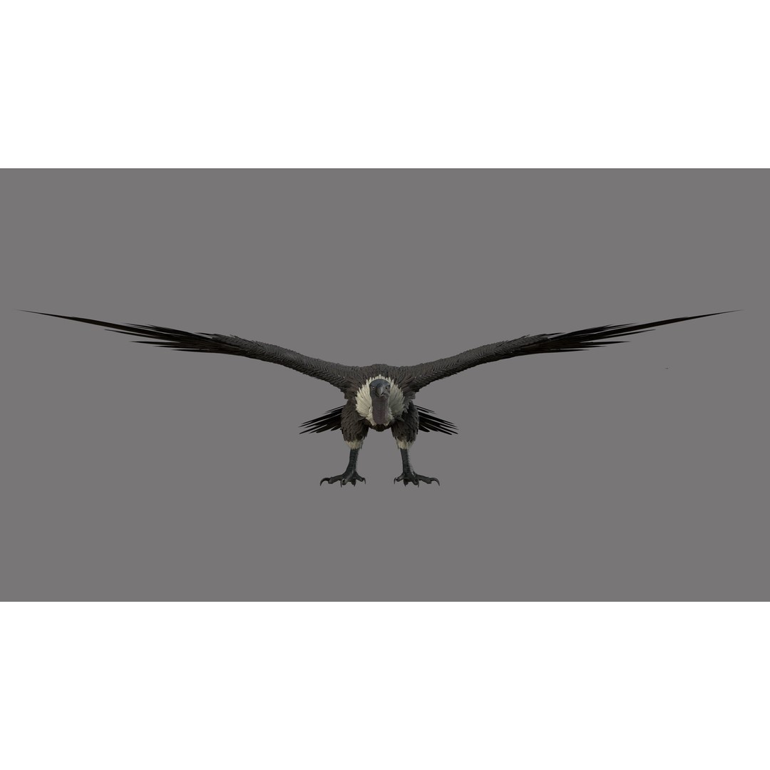 Vulture 3D Model – Rigged Polygon Mesh with Textures for Animation - View 3