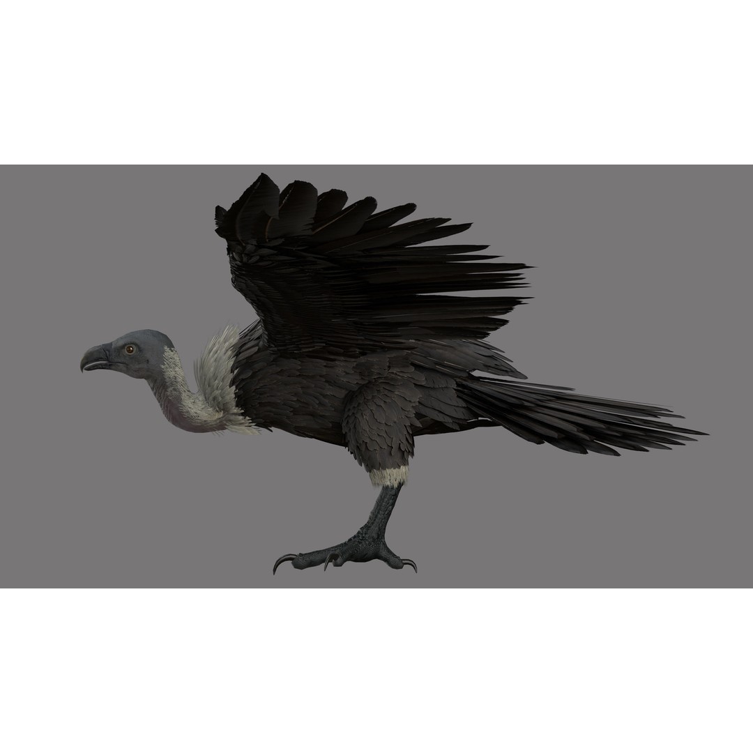 Vulture 3D Model – Rigged Polygon Mesh with Textures for Animation - View 4