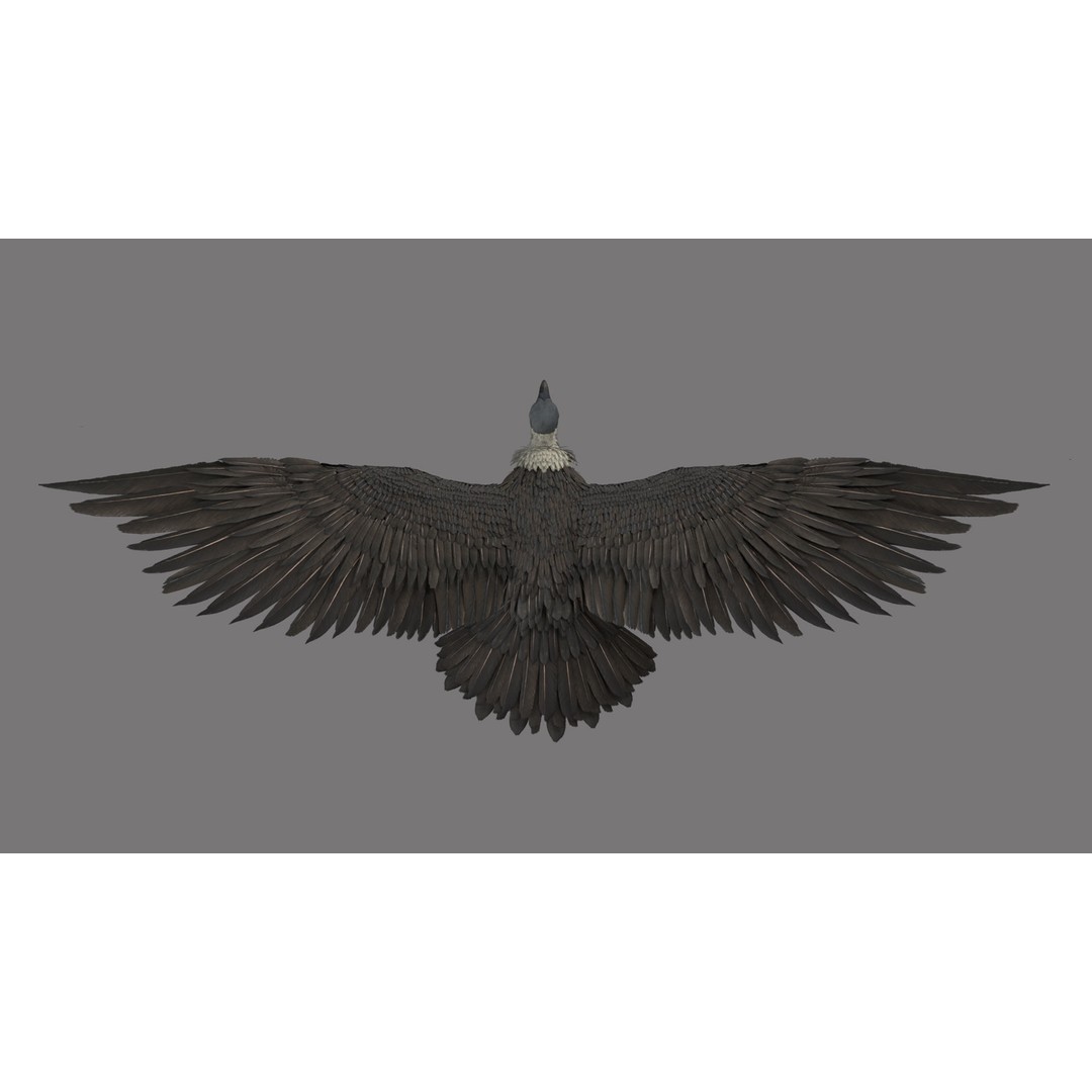 Vulture 3D Model – Rigged Polygon Mesh with Textures for Animation - View 5