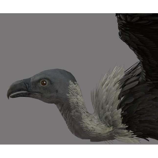 Vulture 3D Model – Rigged Polygon Mesh with Textures for Animation - View 6