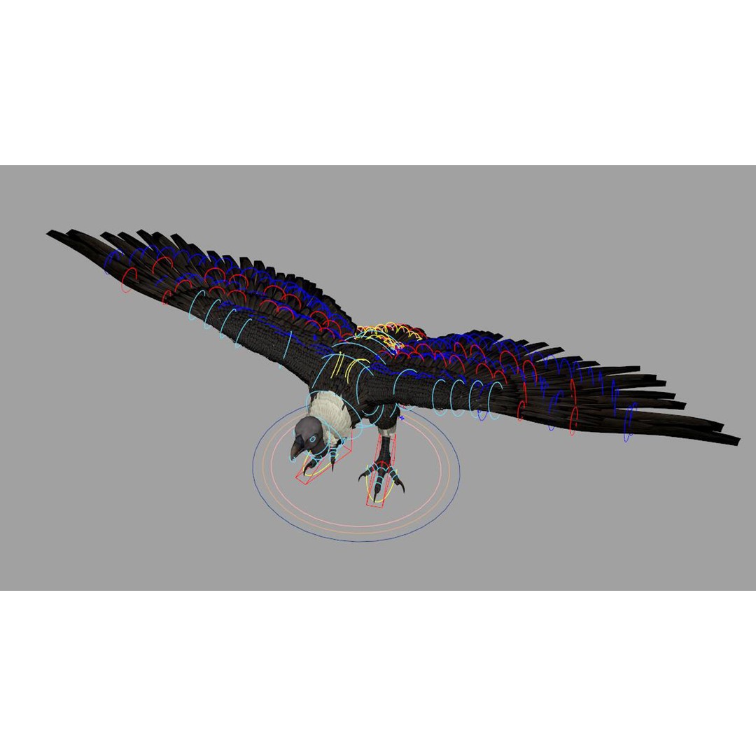 Vulture 3D Model – Rigged Polygon Mesh with Textures for Animation - View 7
