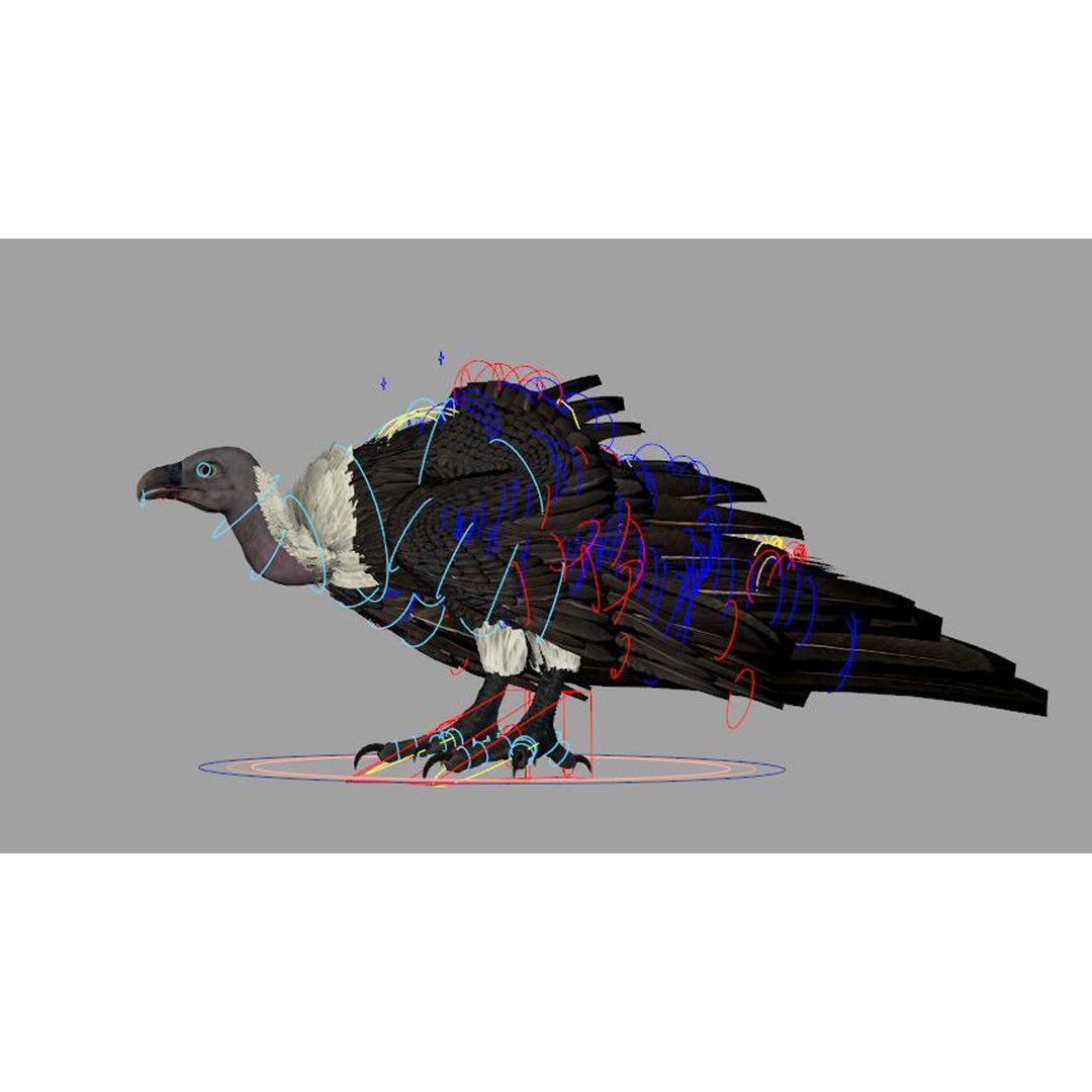 Vulture 3D Model – Rigged Polygon Mesh with Textures for Animation - View 8