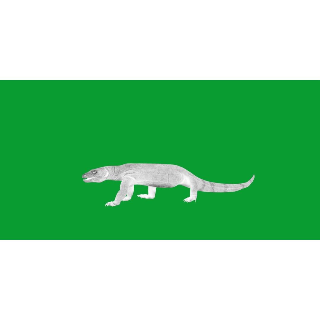 Komodo Dragon 3D Model – Low Poly Game Ready, FBX, Blender - View 12