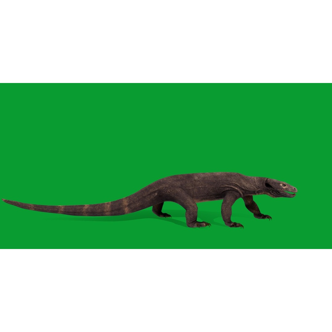 Komodo Dragon 3D Model – Low Poly Game Ready, FBX, Blender - View 14
