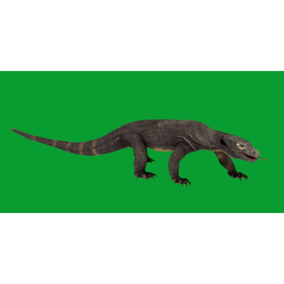 Komodo Dragon 3D Model – Low Poly Game Ready, FBX, Blender - View 27