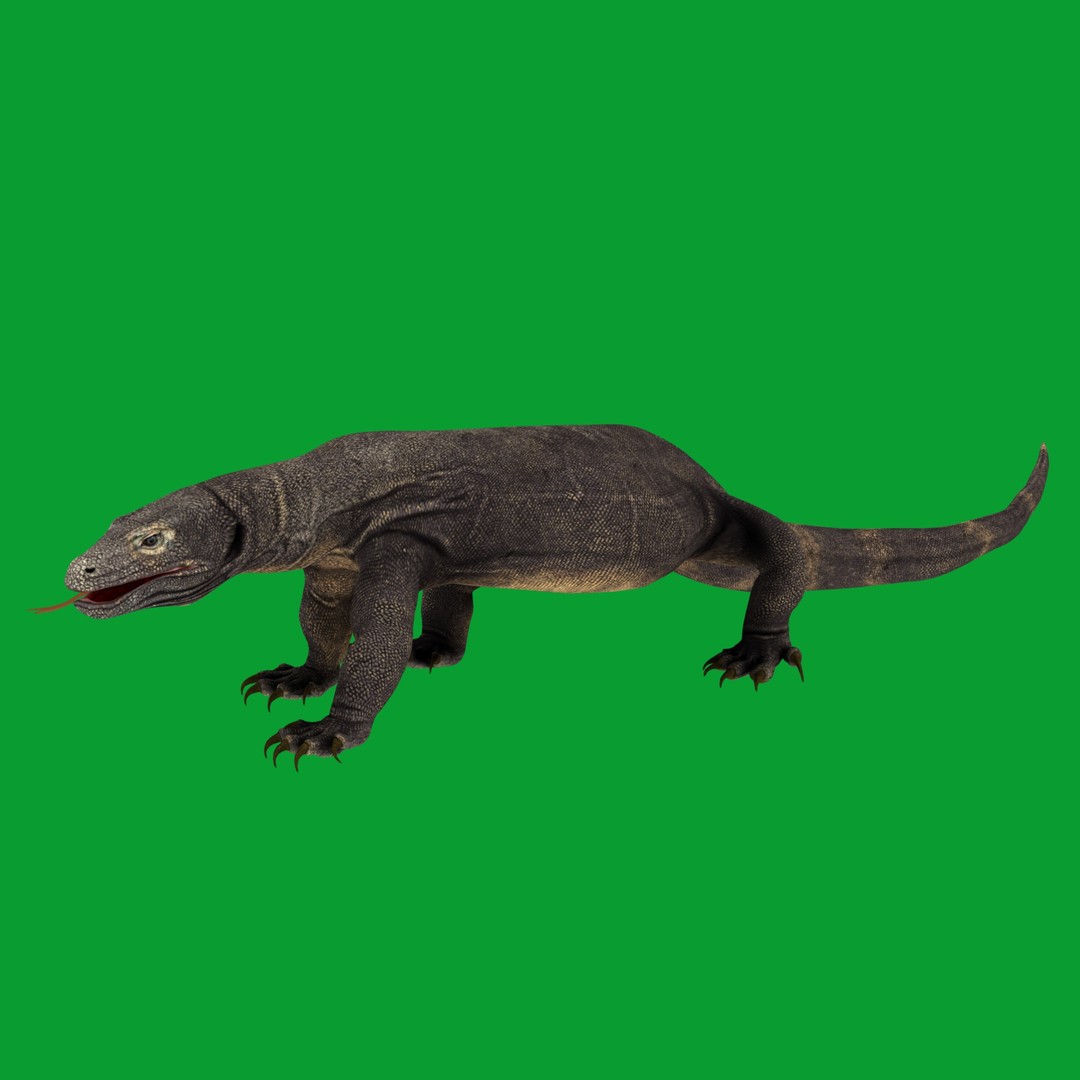 Komodo Dragon 3D Model – Low Poly Game Ready, FBX, Blender - View 29