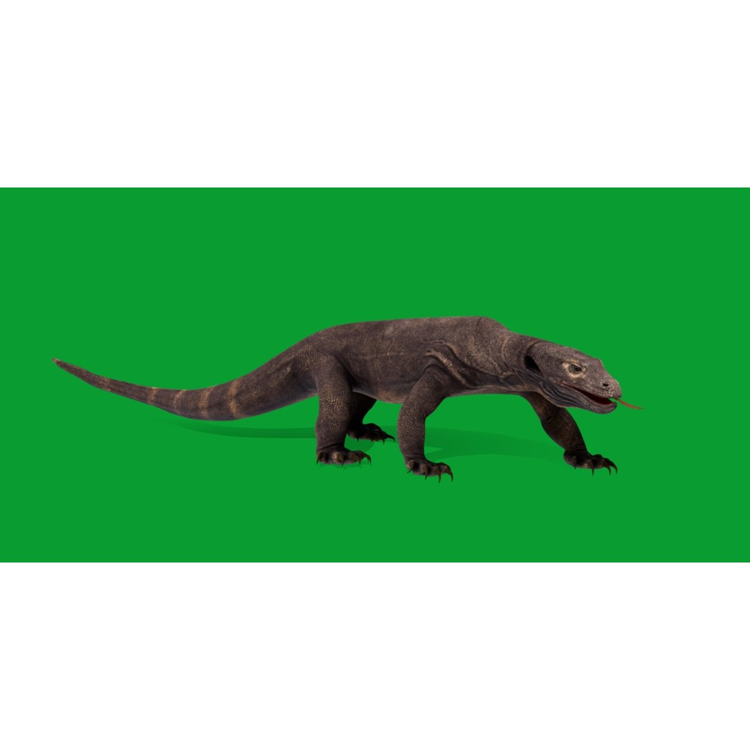 Komodo Dragon 3D Model – Low Poly Game Ready, FBX, Blender - View 31