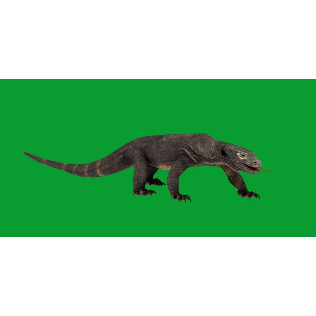 Komodo Dragon 3D Model – Low Poly Game Ready, FBX, Blender - View 32