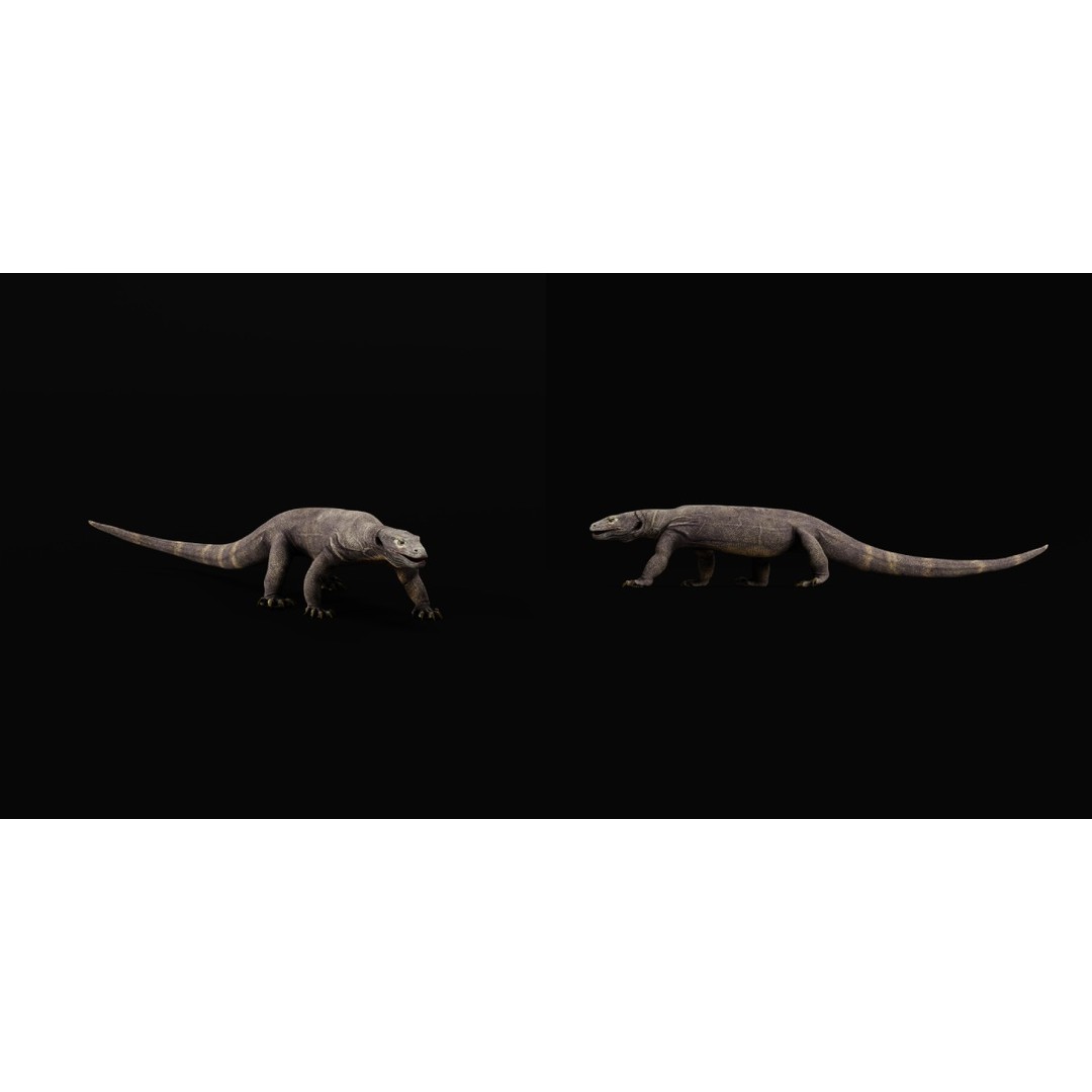 Komodo Dragon 3D Model – Low Poly Game Ready, FBX, Blender - View 34