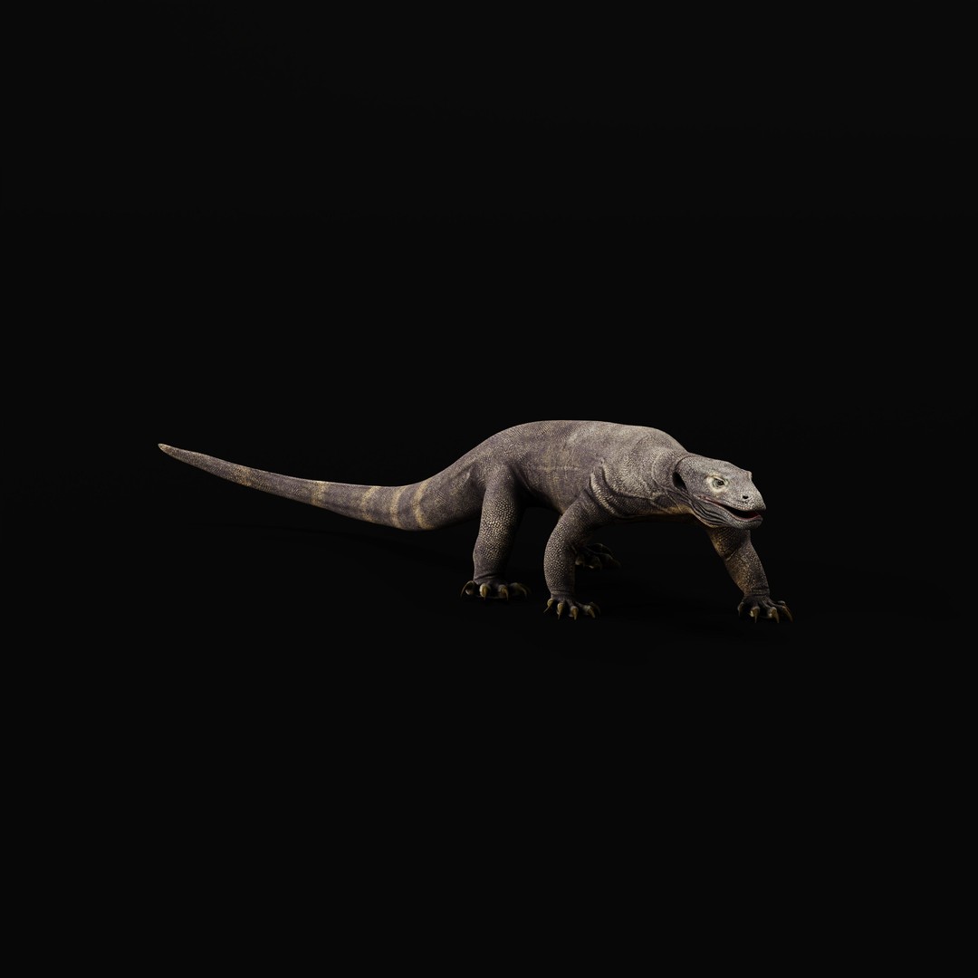 Komodo Dragon 3D Model – Low Poly Game Ready, FBX, Blender - View 38
