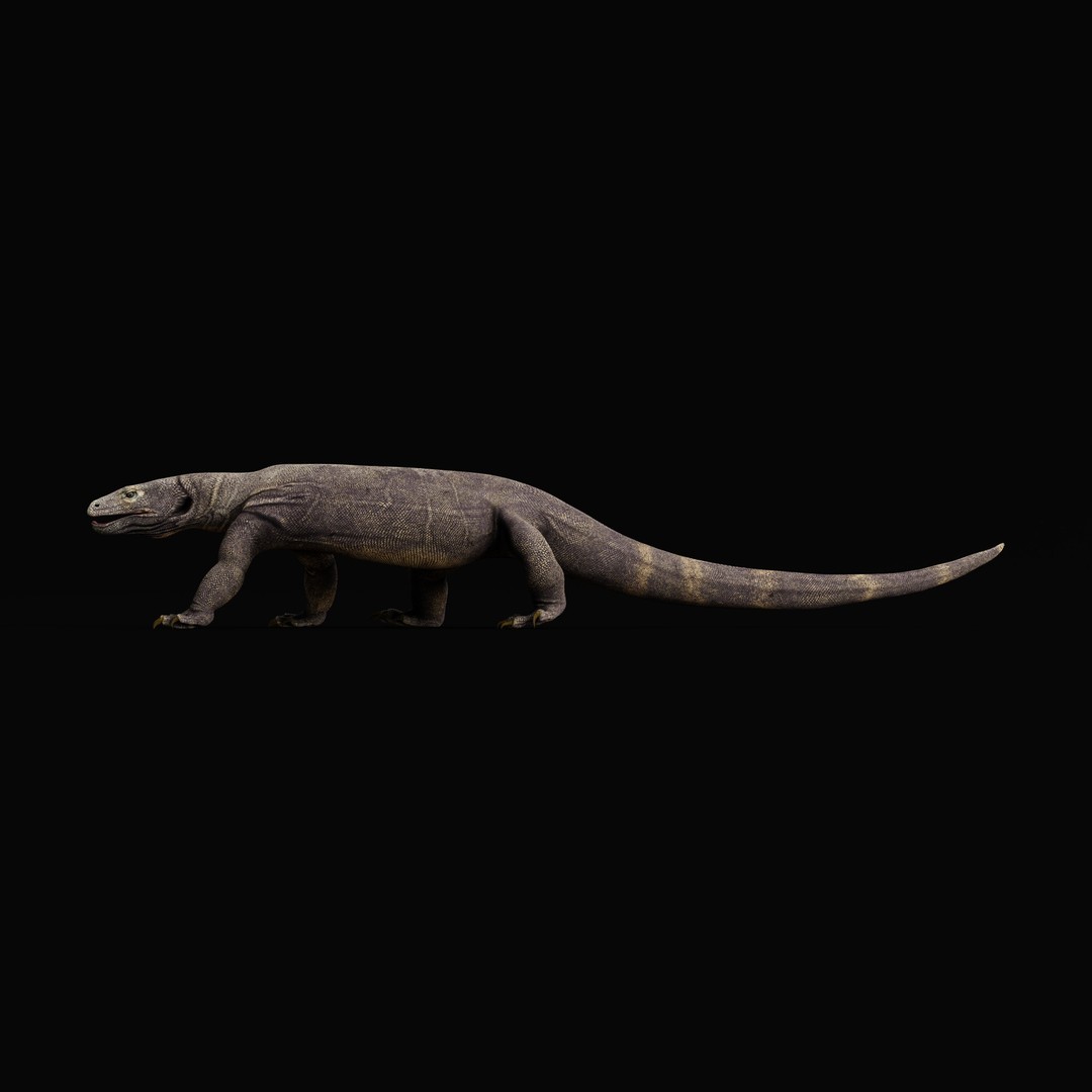 Komodo Dragon 3D Model – Low Poly Game Ready, FBX, Blender - View 40