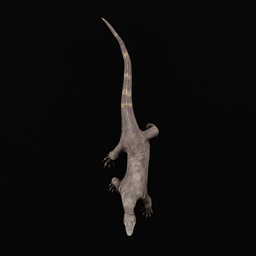 Komodo Dragon 3D Model – Low Poly Game Ready, FBX, Blender - View 41