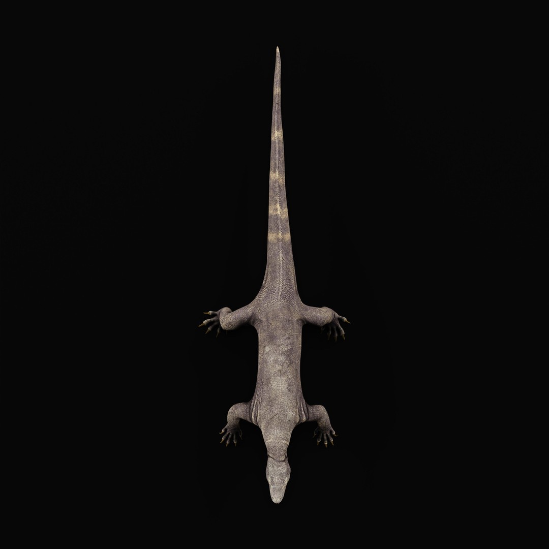 Komodo Dragon 3D Model – Low Poly Game Ready, FBX, Blender - View 42