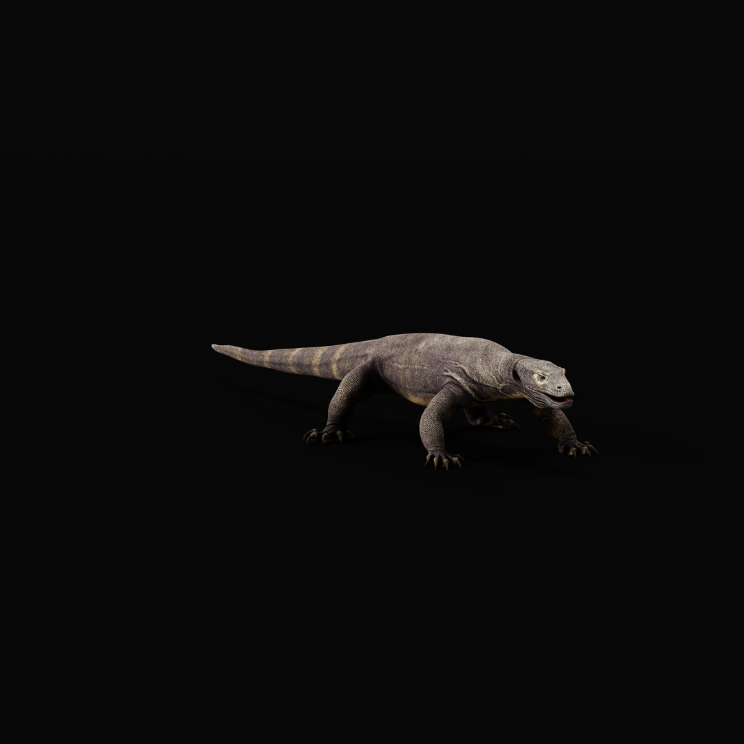 Komodo Dragon 3D Model – Low Poly Game Ready, FBX, Blender - View 43