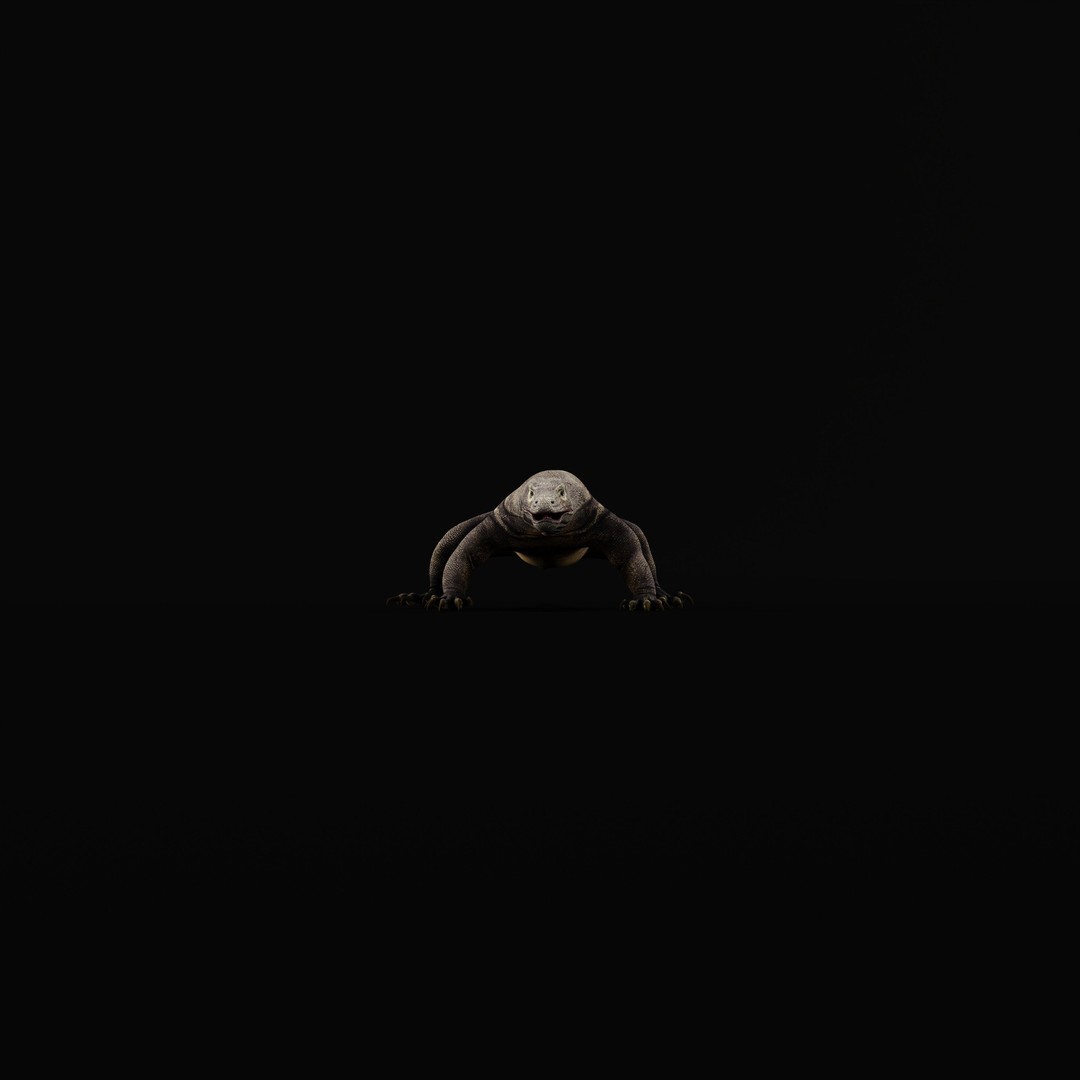 Komodo Dragon 3D Model – Low Poly Game Ready, FBX, Blender - View 44