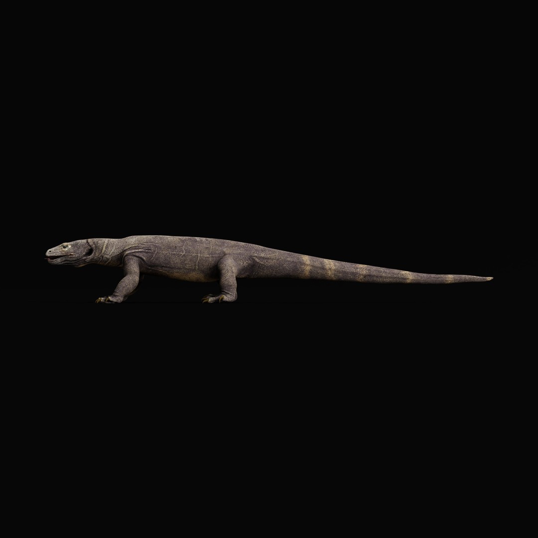 Komodo Dragon 3D Model – Low Poly Game Ready, FBX, Blender - View 45