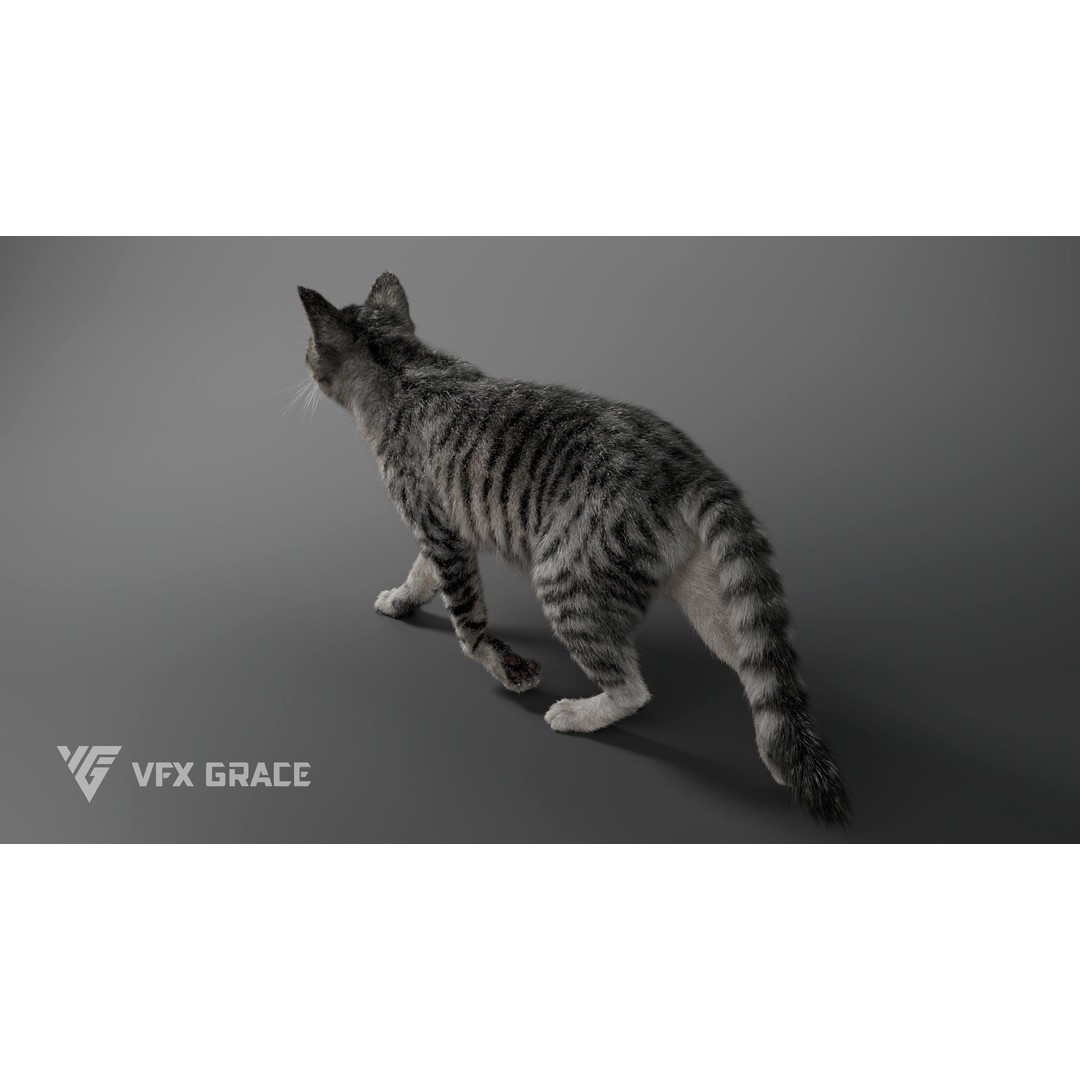 Grey Tabby Cat 3D Model – Rigged Character with Realistic Fur and Textures - View 11