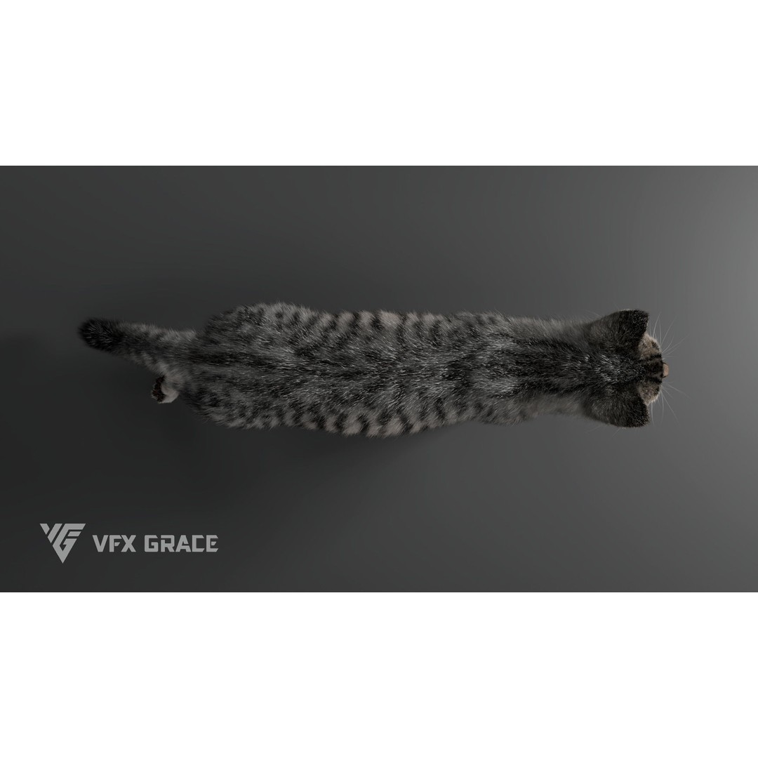 Grey Tabby Cat 3D Model – Rigged Character with Realistic Fur and Textures - View 12