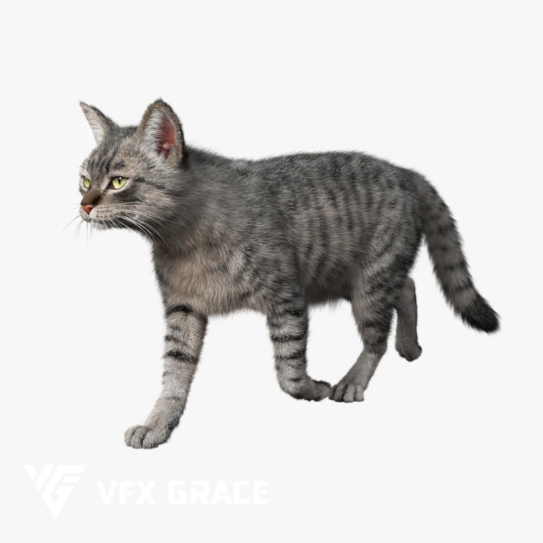 Grey Tabby Cat 3D Model – Rigged Character with Realistic Fur and Textures - View 13