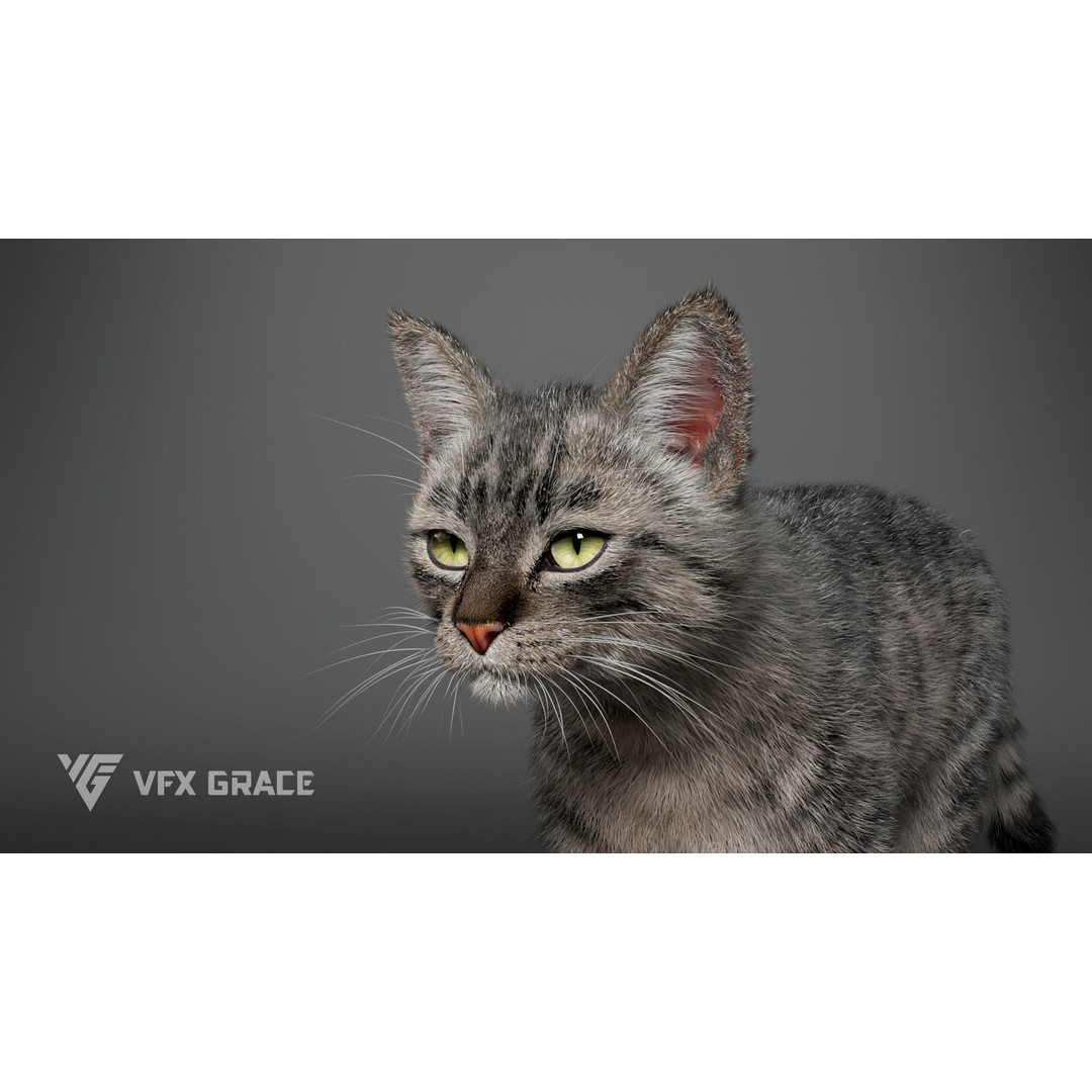 Grey Tabby Cat 3D Model – Rigged Character with Realistic Fur and Textures - View 6