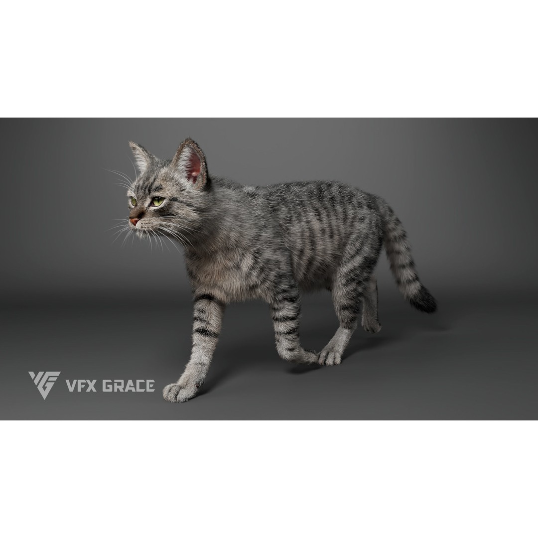 Grey Tabby Cat 3D Model – Rigged Character with Realistic Fur and Textures - View 8