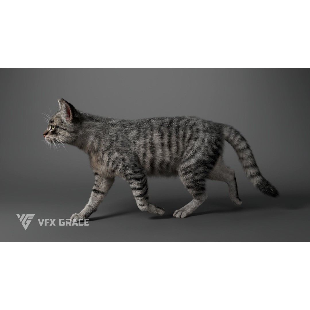 Grey Tabby Cat 3D Model – Rigged Character with Realistic Fur and Textures - View 9