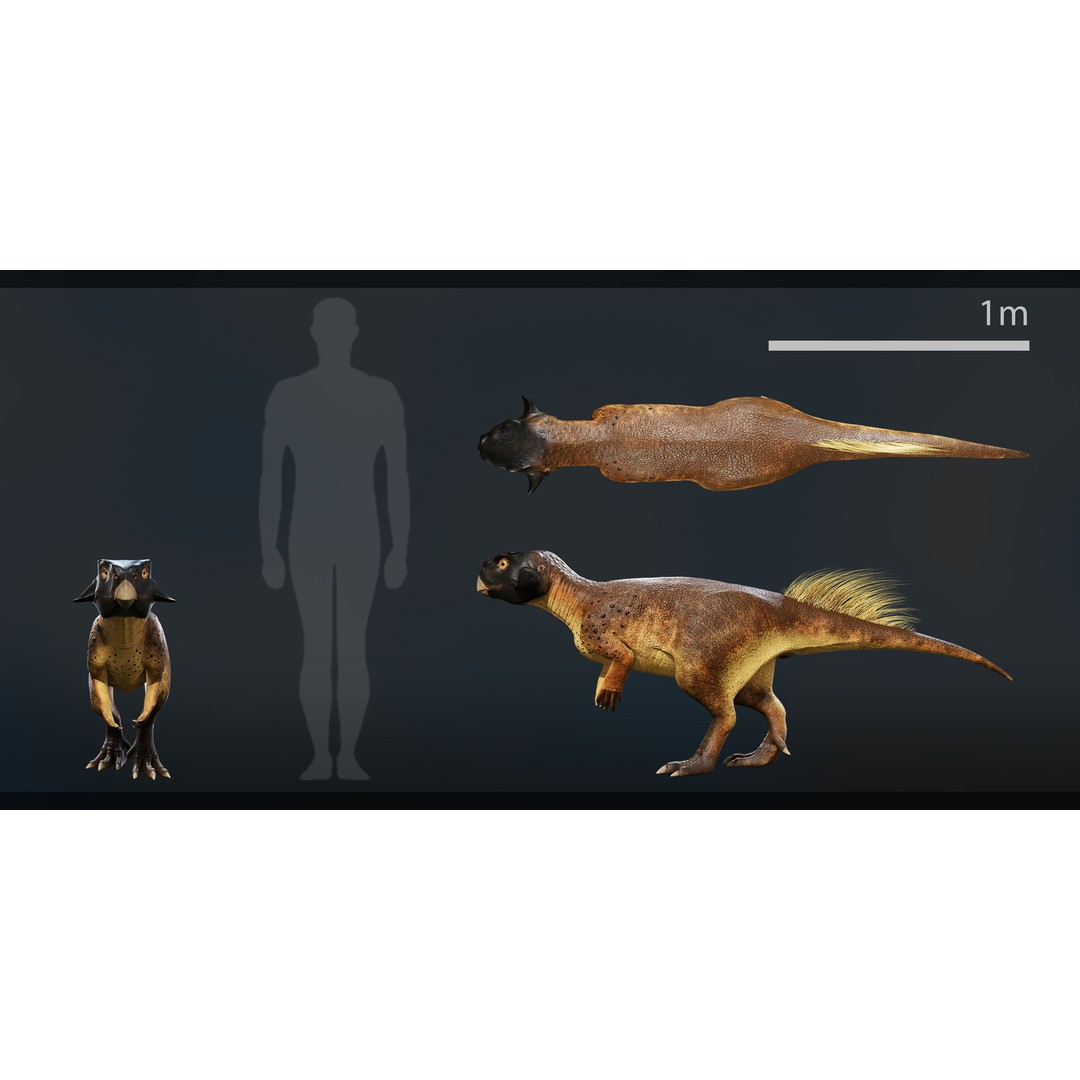 Psittacosaurus 3D Model – Low Poly Rigged Dinosaur with PBR Textures - View 9