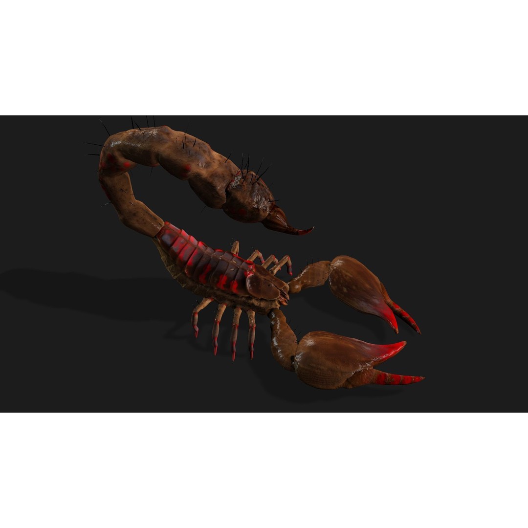 Scorpion 3D Model – Rigged Creature with PBR Textures, FBX - View 6